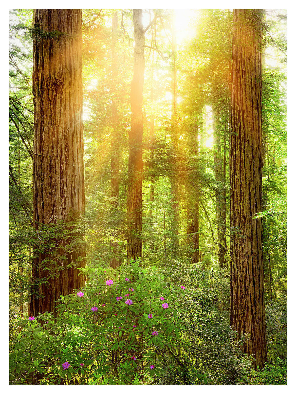 Komar Fototapete Redwood Wald B/L: ca. 200x260 cm Redwood - (200,00/260,00cm) - Komar