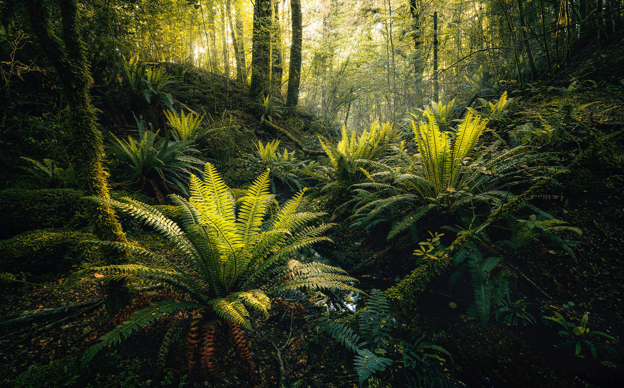 Komar Fototapete Fjordland Woods B/L: ca. 450x280 cm günstig online kaufen