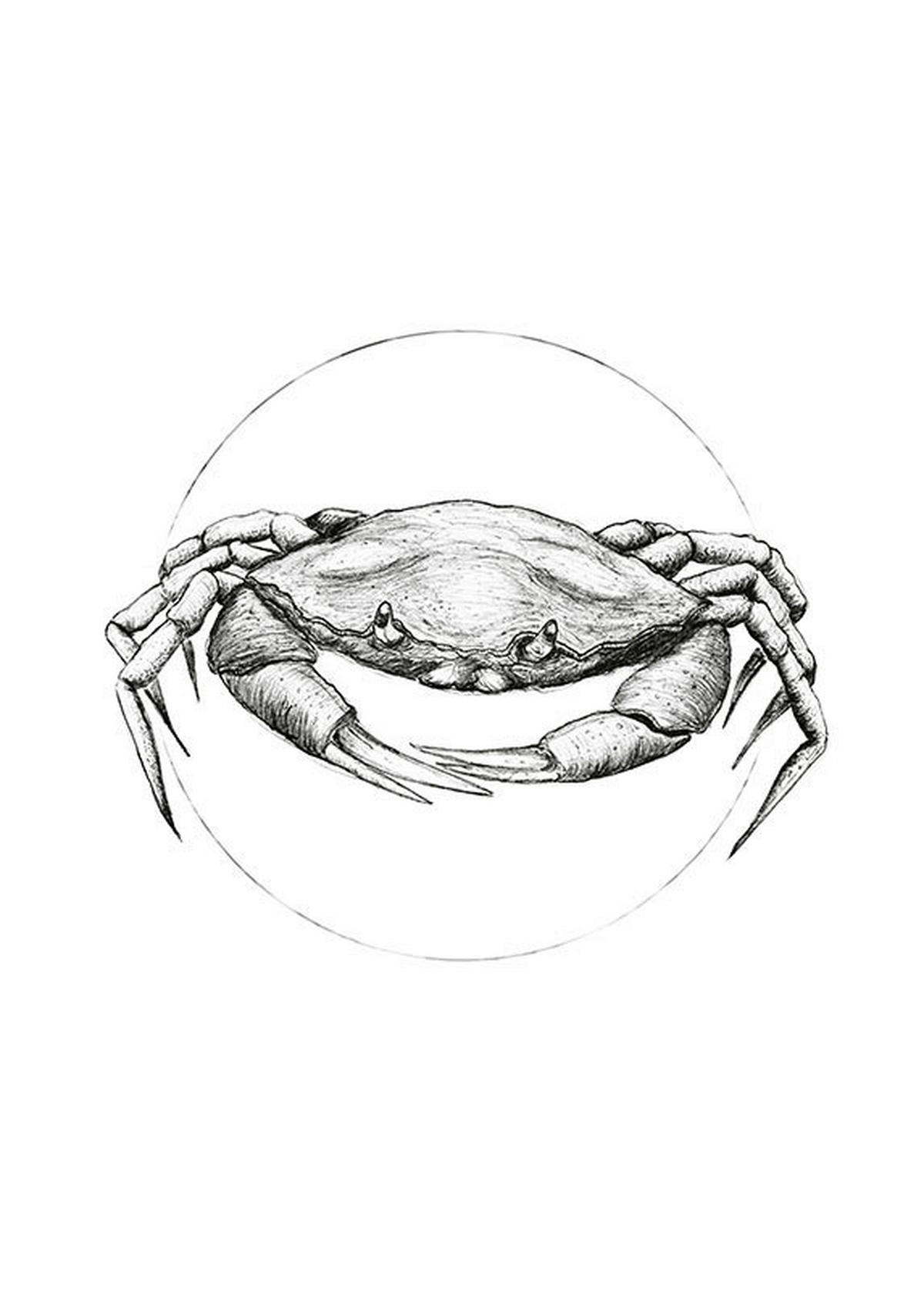 Komar Poster Crab White Tiere B/L: ca. 50x70 cm Crab White - (50,00/70,00cm) - Komar