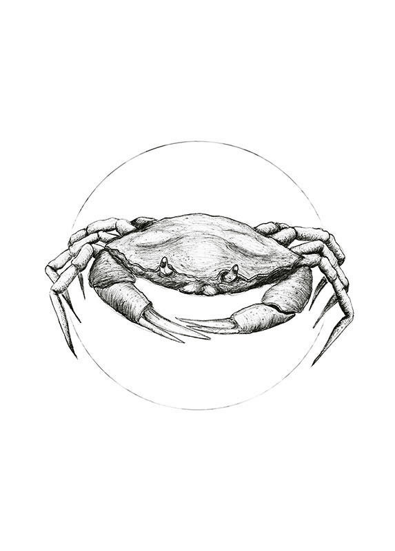 Komar Wandbild Crab White Tiere B/L: ca. 50x70 cm günstig online kaufen