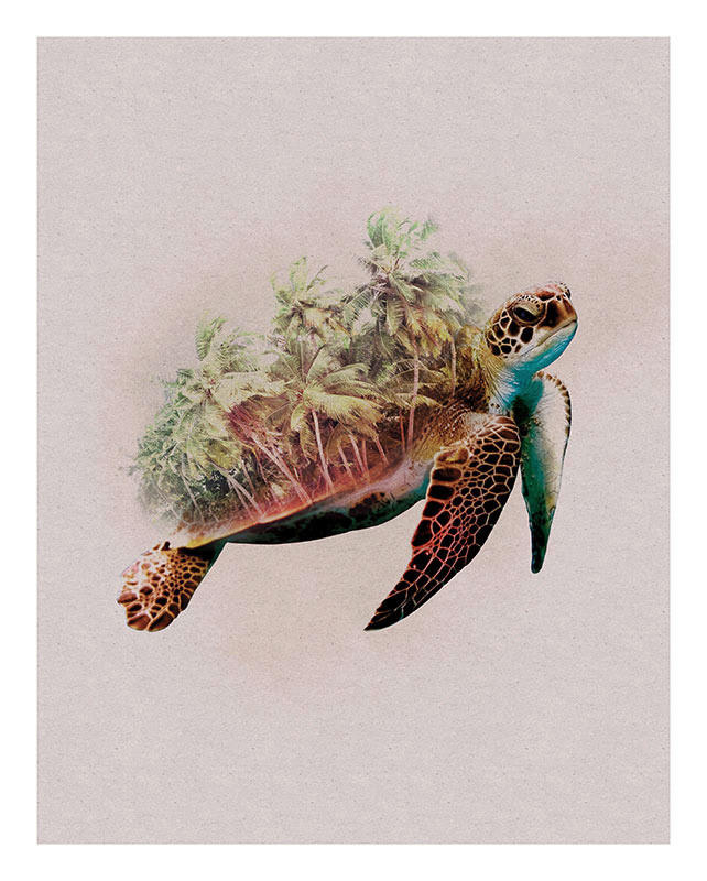 Komar Poster Animals Paradise Turtle Tiere B/L: ca. 40x50 cm günstig online kaufen