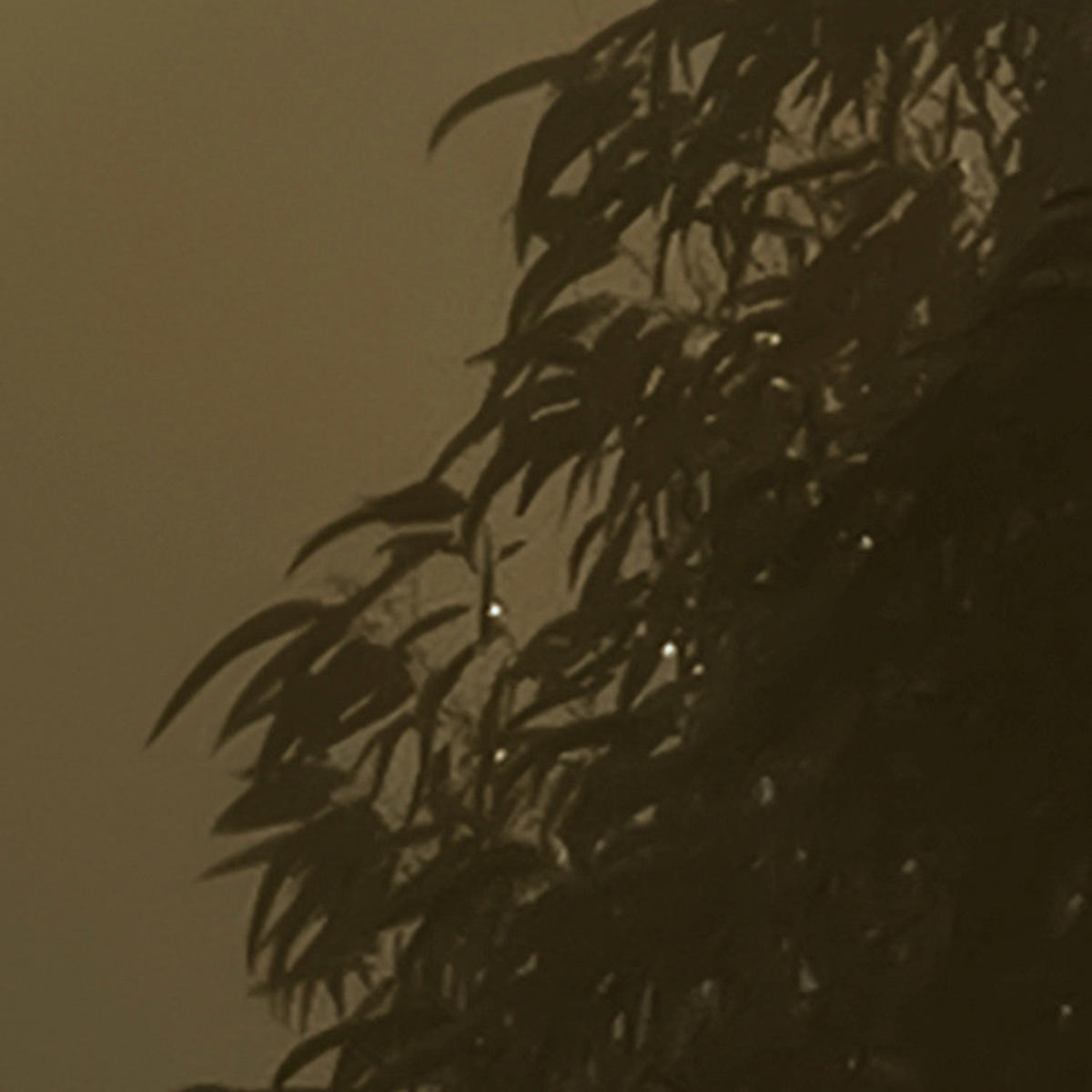Komar Fototapete Foggy Sunshine B/L: ca. 400x250 cm Foggy Sunshine - (400,00/250,00cm) - Komar