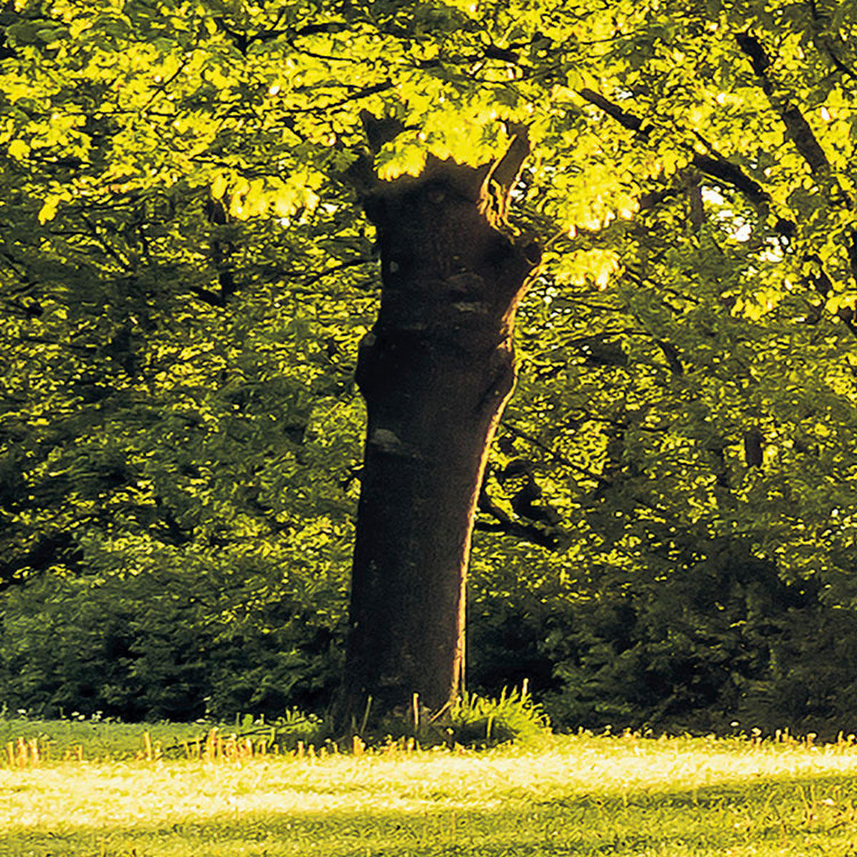 Komar Fototapete Golden Moment B/L: ca. 400x250 cm Golden Moment - (400,00/250,00cm) - Komar