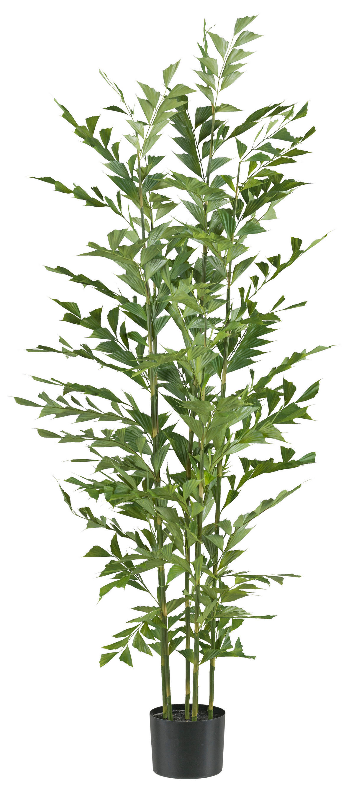 Kunstpflanze Caryota mitis Palme grün Kunststoff B/H/L: ca. 25x150x25 cm Caryota mitis Palme - grün (25,00/25,00/150,00cm)