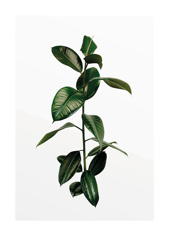 Komar Poster Ficus Branch Pflanzen B/L: ca. 50x70 cm günstig online kaufen