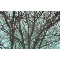 Komar Fototapete Whispering Woods B/L: ca. 400x250 cm Whispering Woods - (400,00/250,00cm) - Komar