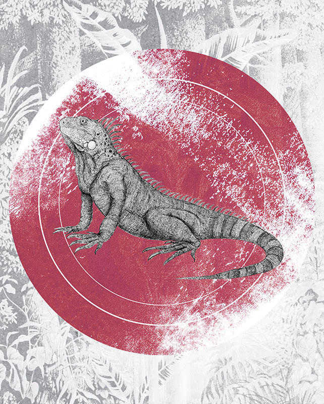 Komar Poster Iguana Circle Tiere B/L: ca. 40x50 cm