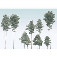 Komar Fototapete Pines B/L: ca. 400x280 cm Pines - (400,00/280,00cm) - Komar
