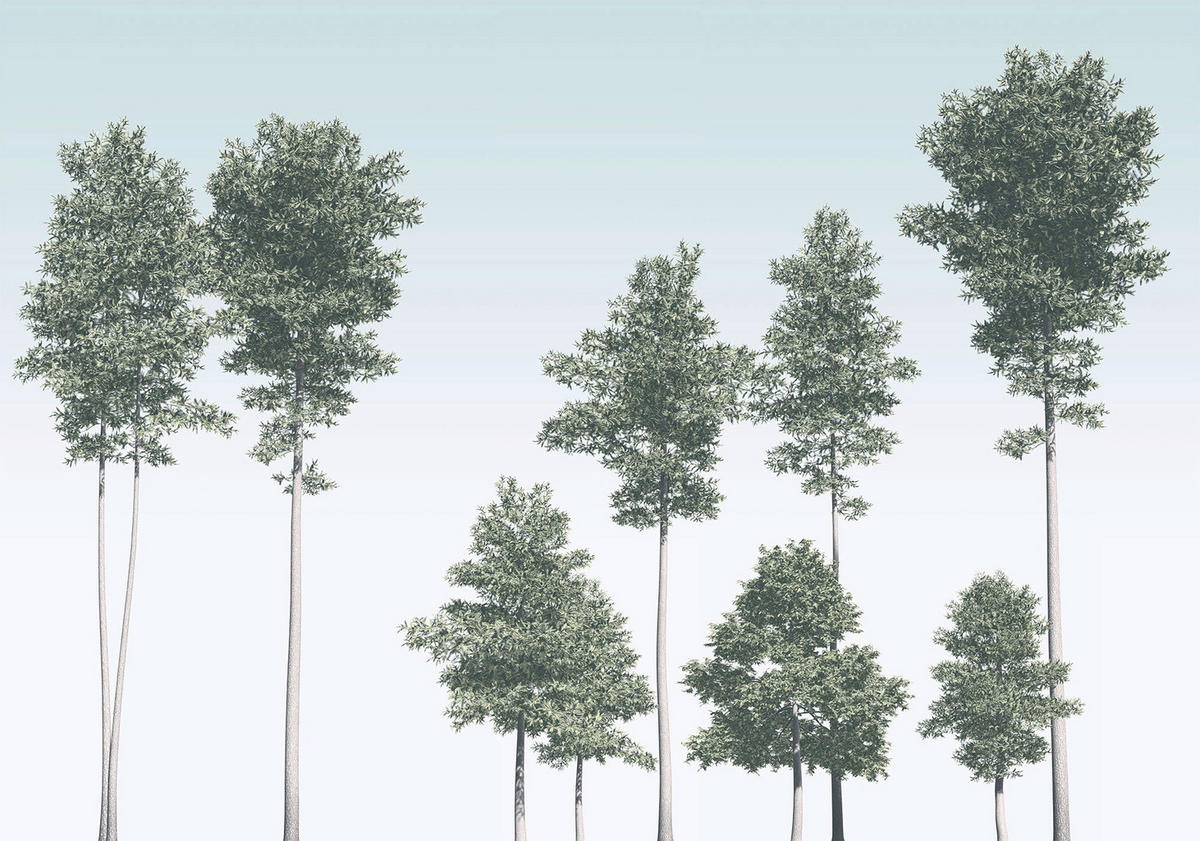 Komar Fototapete Pines B/L: ca. 400x280 cm Pines - (400,00/280,00cm) - Komar