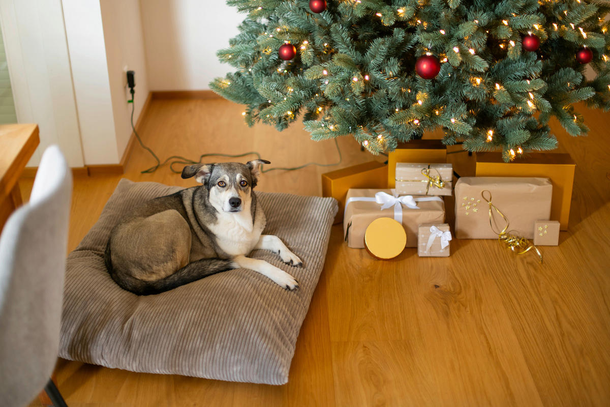 Evergreen Weihnachtsbaum Vermont Fichte Vermont Fichte - grün (160,00/160,00/240,00cm) - Evergreen