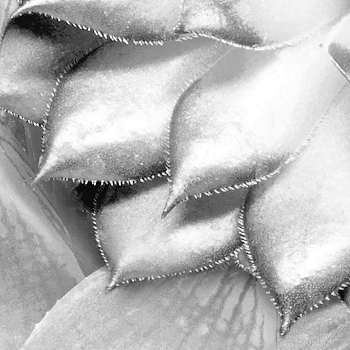 Komar Fototapete Shades Black and White B/L: ca. 400x250 cm Shades Black and White - (400,00/250,00cm) - Komar