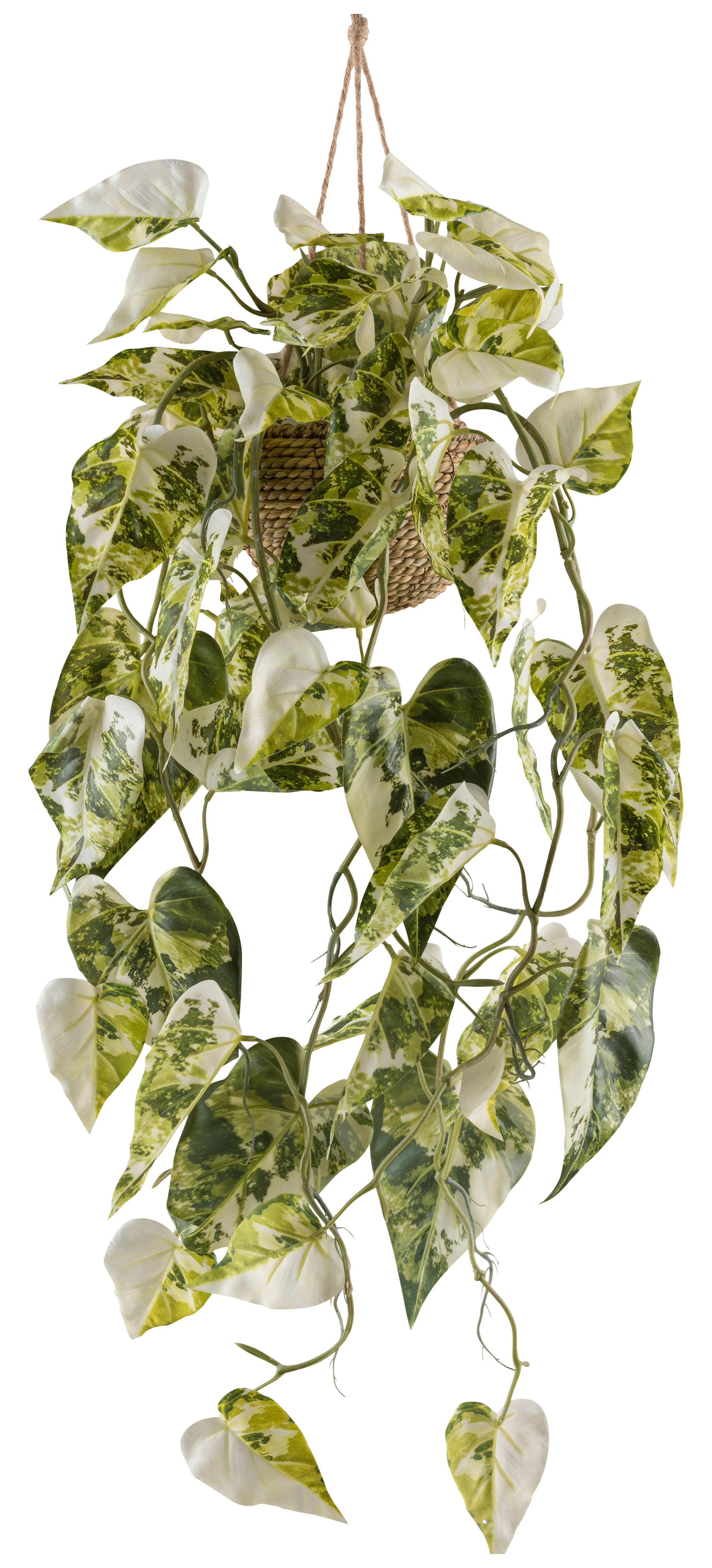 Kunstpflanze Syngonium Podophyll. Albo Variegata weiß Kunststoff B/H/L: ca. 19x59x19 cm Syngonium Podophyll. Albo Variegata - weiß/grün (19,00/19,00/59,00cm)