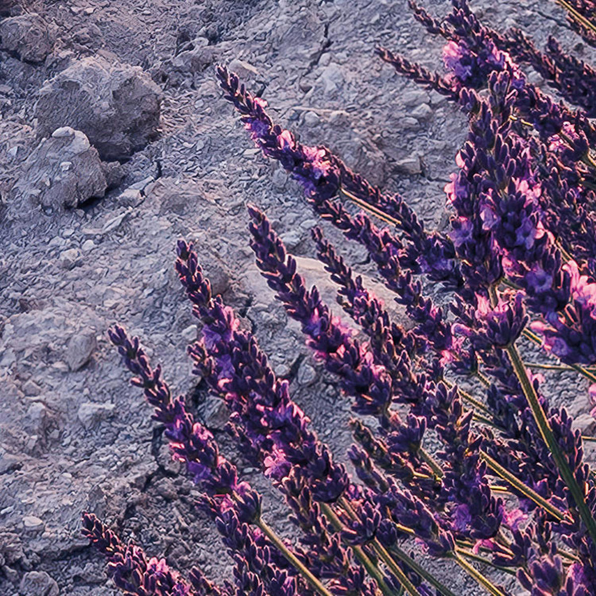 Komar Fototapete Lavender Dream B/L: ca. 450x280 cm Lavender Dream - (450,00/280,00cm) - Komar