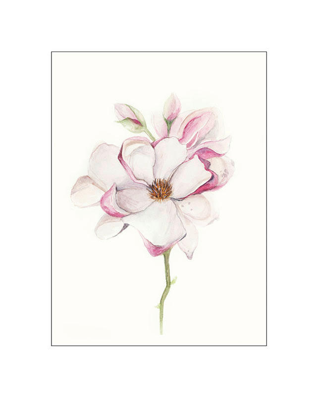 Komar Poster Magnolia Blossom Magnolie B/L: ca. 40x50 cm