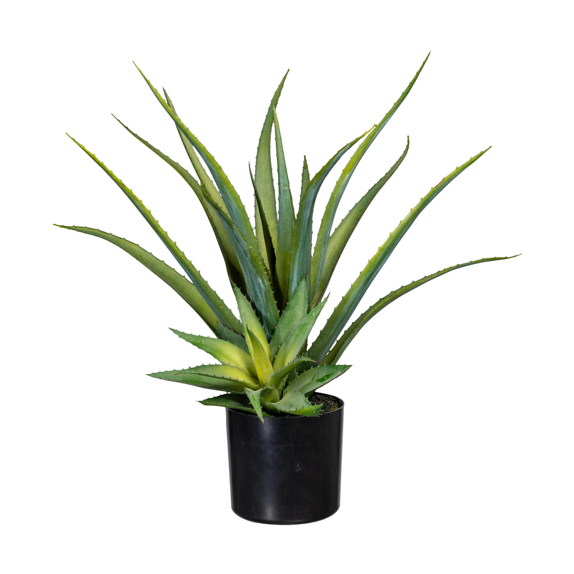 Kunstpflanze Aloe grün Kunststoff B/H/L: ca. 17x55x17 cm günstig online kaufen