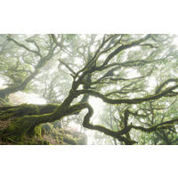 Komar Fototapete The Forgotten Forest B/L: ca. 400x250 cm The Forgotten Forest - (400,00/250,00cm) - Komar