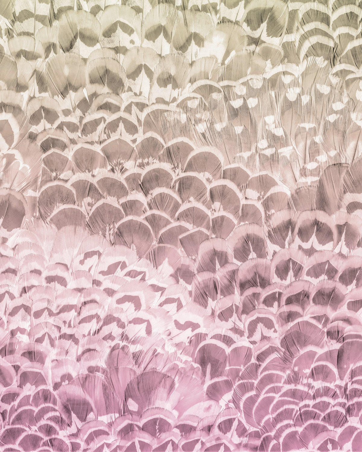 Komar Fototapete Pale Feathers B/L: ca. 200x250 cm Pale Feathers - (200,00/250,00cm) - Komar