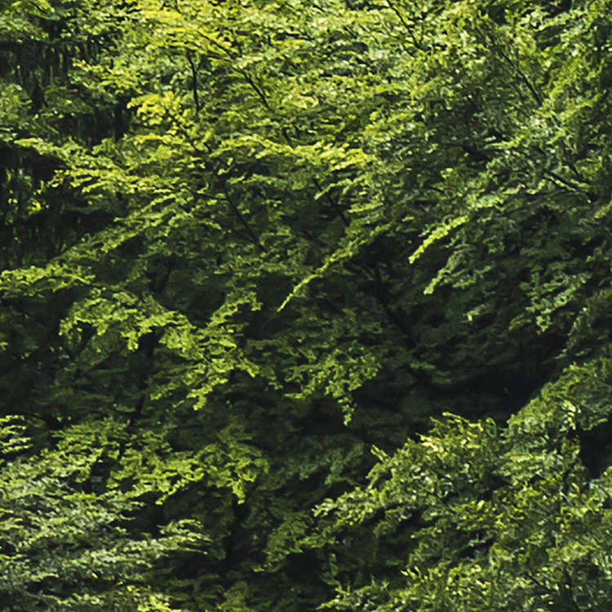 Komar Fototapete Forest Land B/L: ca. 400x250 cm Forest Land - (400,00/250,00cm) - Komar