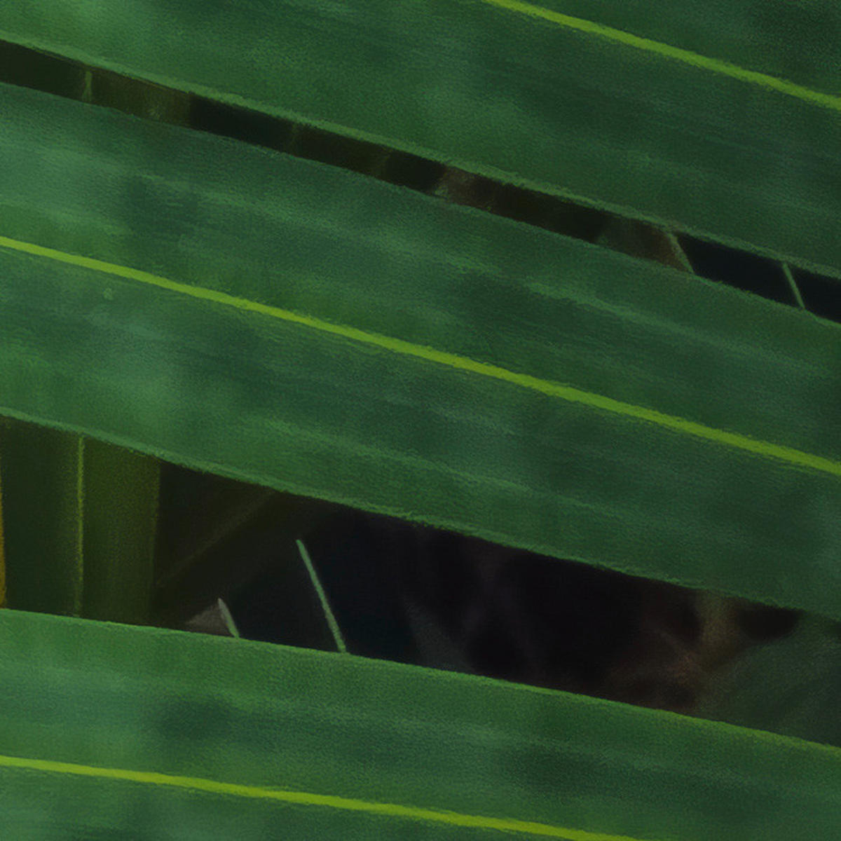 Komar Fototapete Amazon Fern B/L: ca. 400x250 cm Amazon Fern - (400,00/250,00cm) - Komar