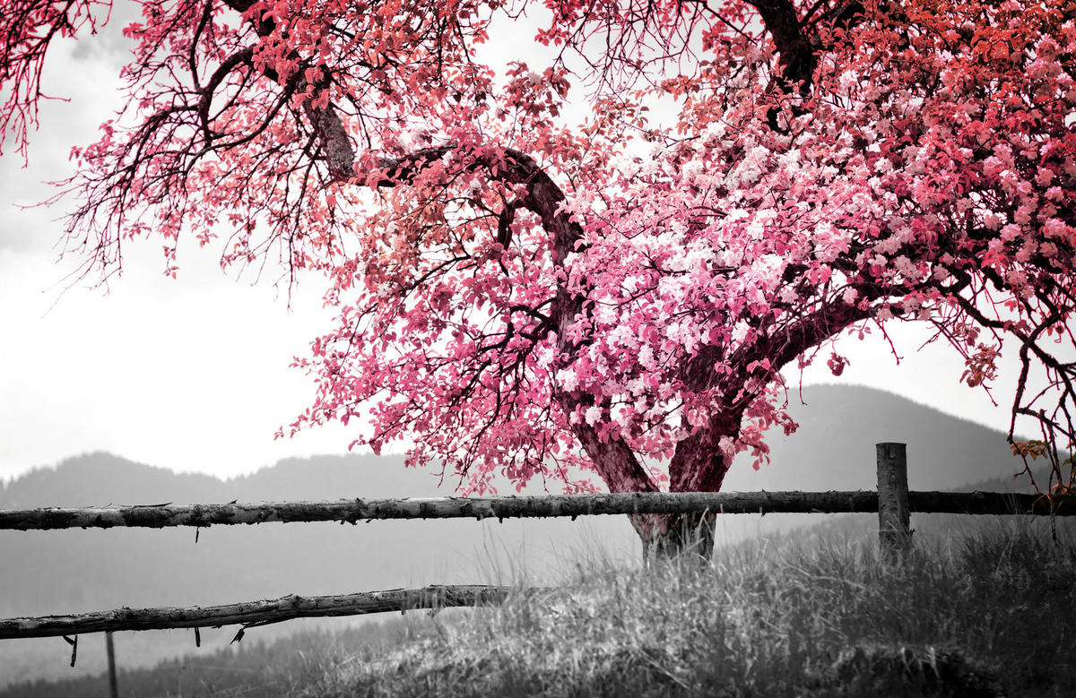The Wall Wandbild Baum B/L: ca. 58x90 cm Bild_Deko_Panel - (58,00/90,00cm) - The Wall