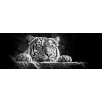 The Wall Wandbild Tiger B/L: ca. 53x153 cm Bild_Deko_Panel - (53,00/153,00cm) - The Wall