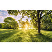 Komar Fototapete Golden Moment B/L: ca. 400x250 cm Golden Moment - (400,00/250,00cm) - Komar
