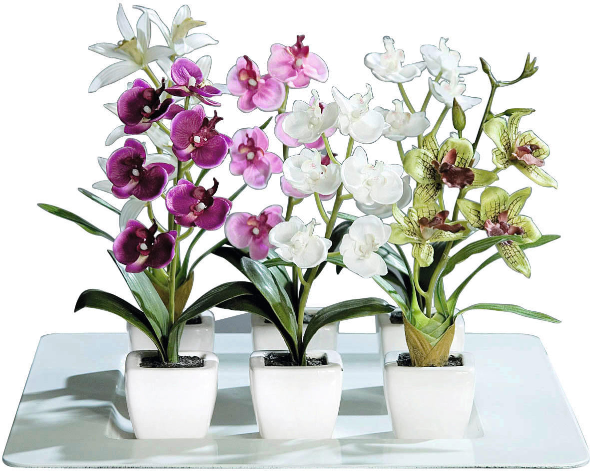 Orchidee Orchidee_im_Topf - sortiert (18,00cm)