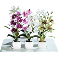 Orchidee Orchidee_im_Topf - sortiert (18,00cm)