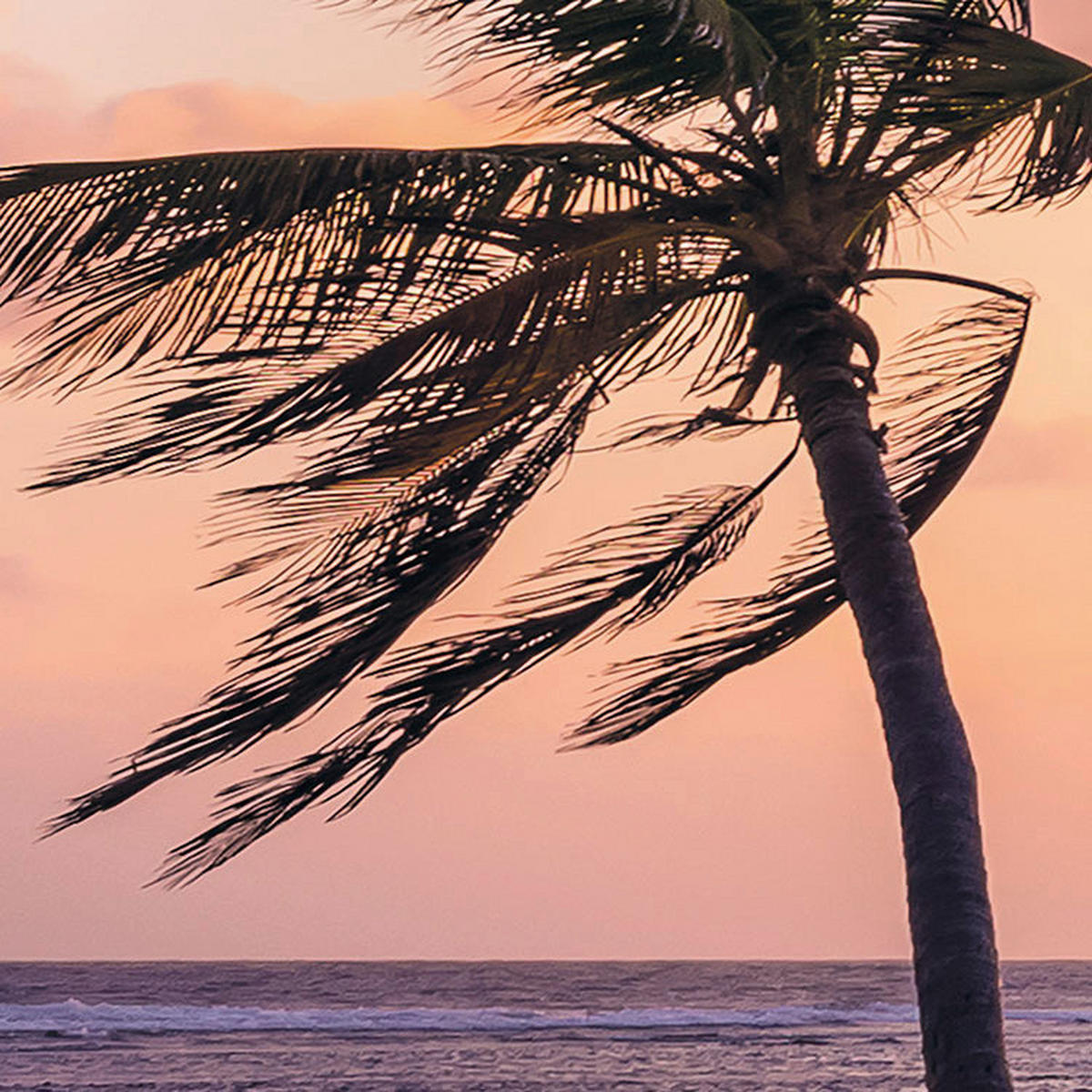Komar Fototapete Palmtrees on Beach B/L: ca. 200x250 cm Palmtrees on Beach - (200,00/250,00cm) - Komar