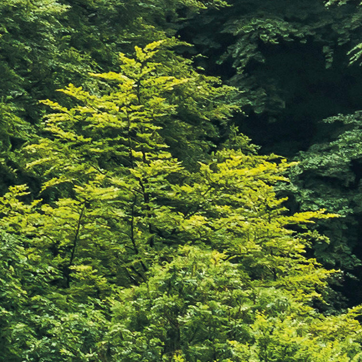 Komar Fototapete Forest Land B/L: ca. 400x250 cm Forest Land - (400,00/250,00cm) - Komar