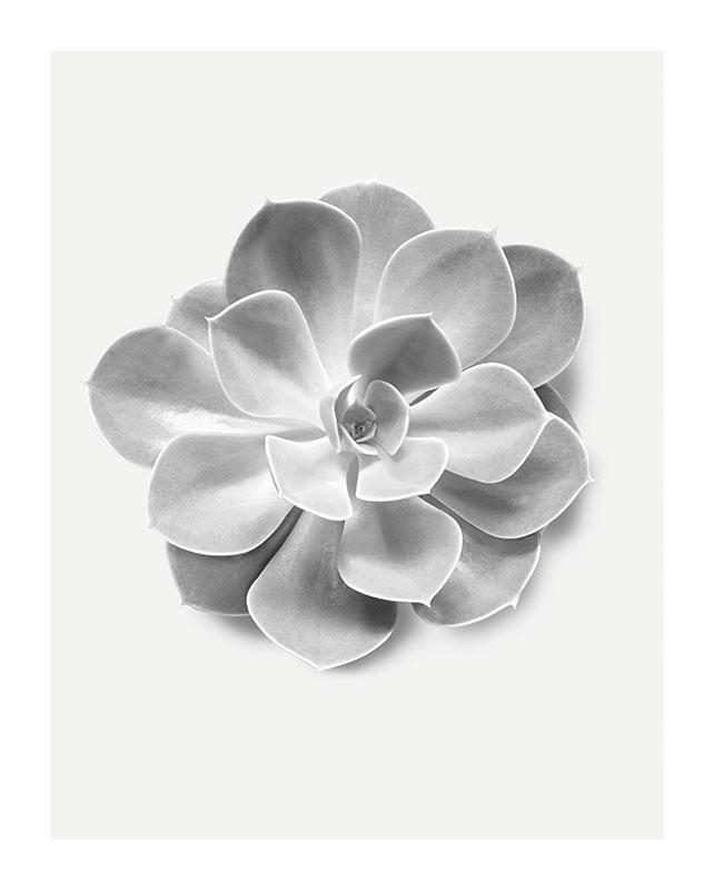 Komar Poster Succulent Aeonium Pflanzen B/L: ca. 40x50 cm günstig online kaufen