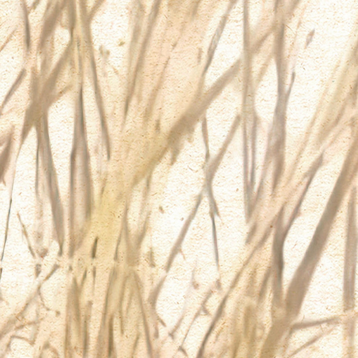 Komar Fototapete Dune Grass B/L: ca. 400x250 cm Dune Grass - (400,00/250,00cm) - Komar