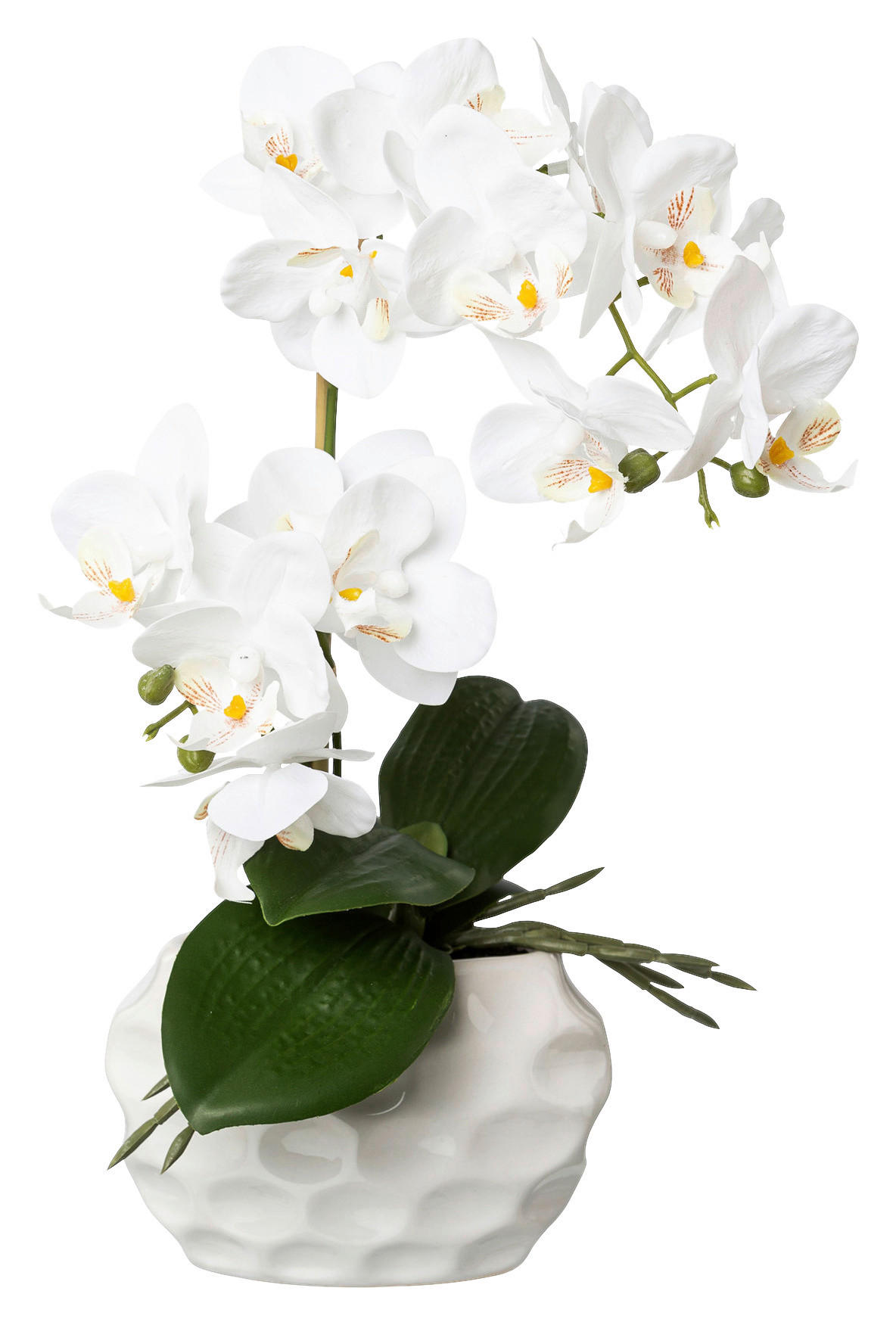 Orchidee Orchidee