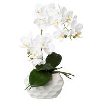 Orchidee Orchidee