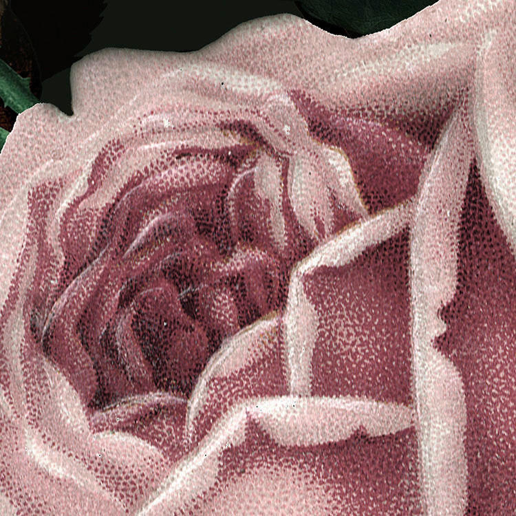 Komar Fototapete Victoria Black Panel B/L: ca. 100x250 cm Victoria Black Panel - (100,00/250,00cm) - Komar