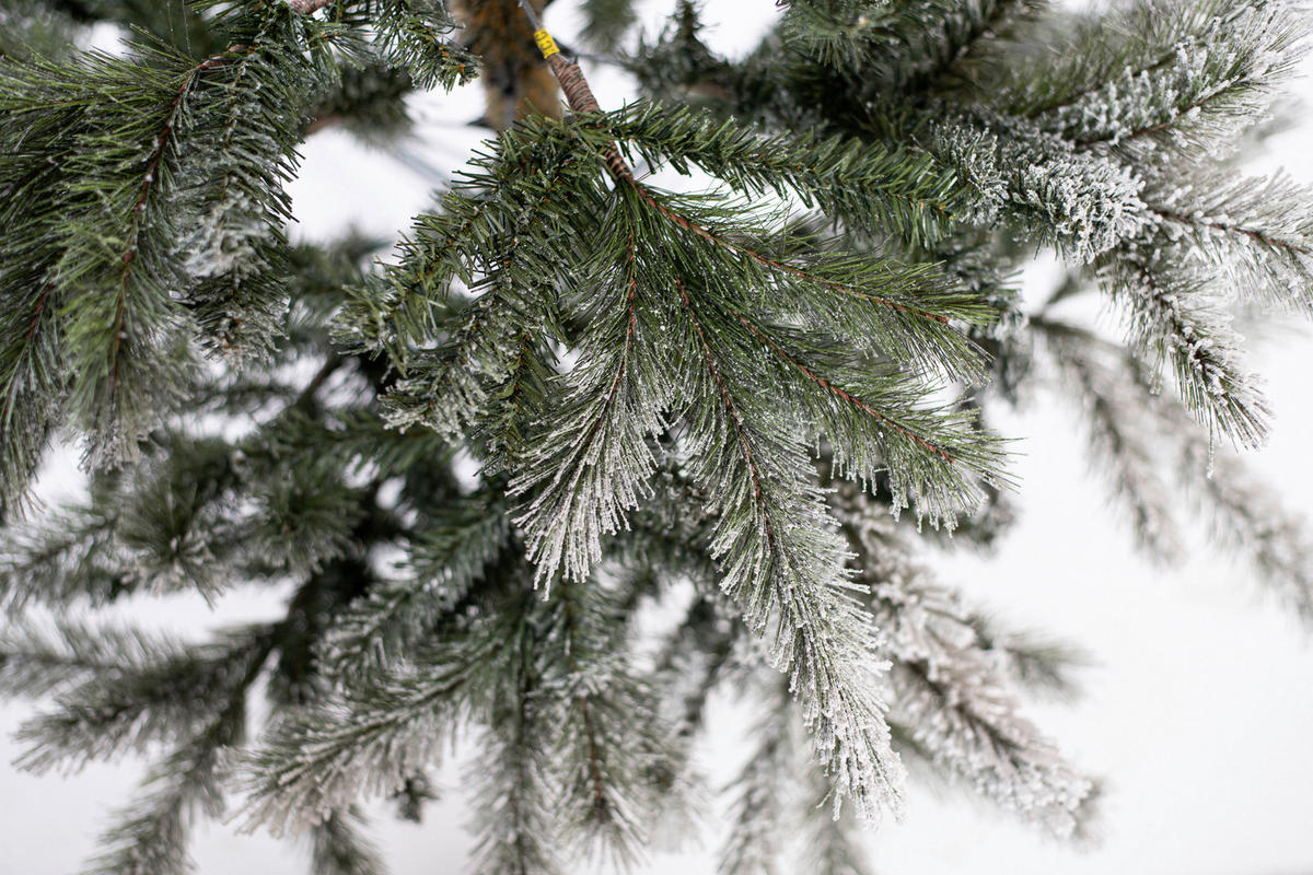 Evergreen Weihnachtsbaum Cedar Kiefer grün PVC B/H: ca. 114x210 cm Cedar Kiefer - grün (114,00/210,00cm) - Evergreen