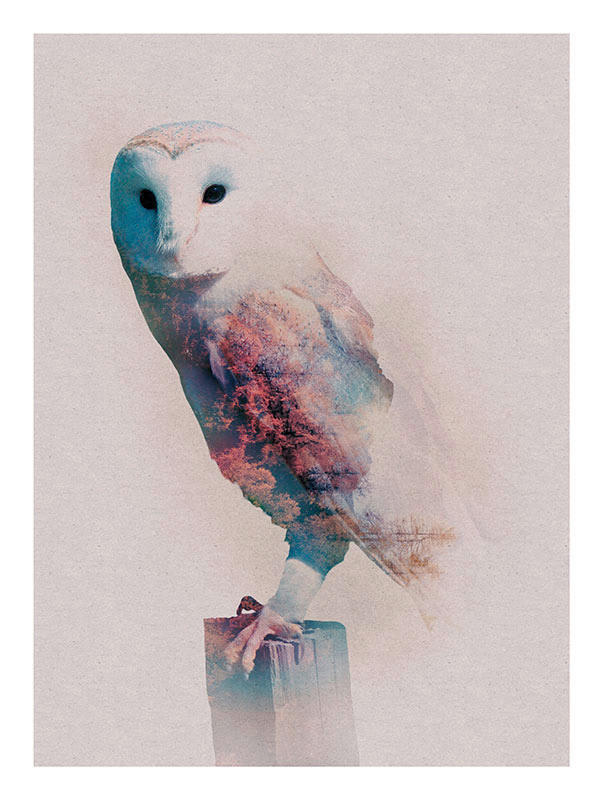 Komar Wandbild Animals Forest Owl Eule B/L: ca. 30x40 cm günstig online kaufen