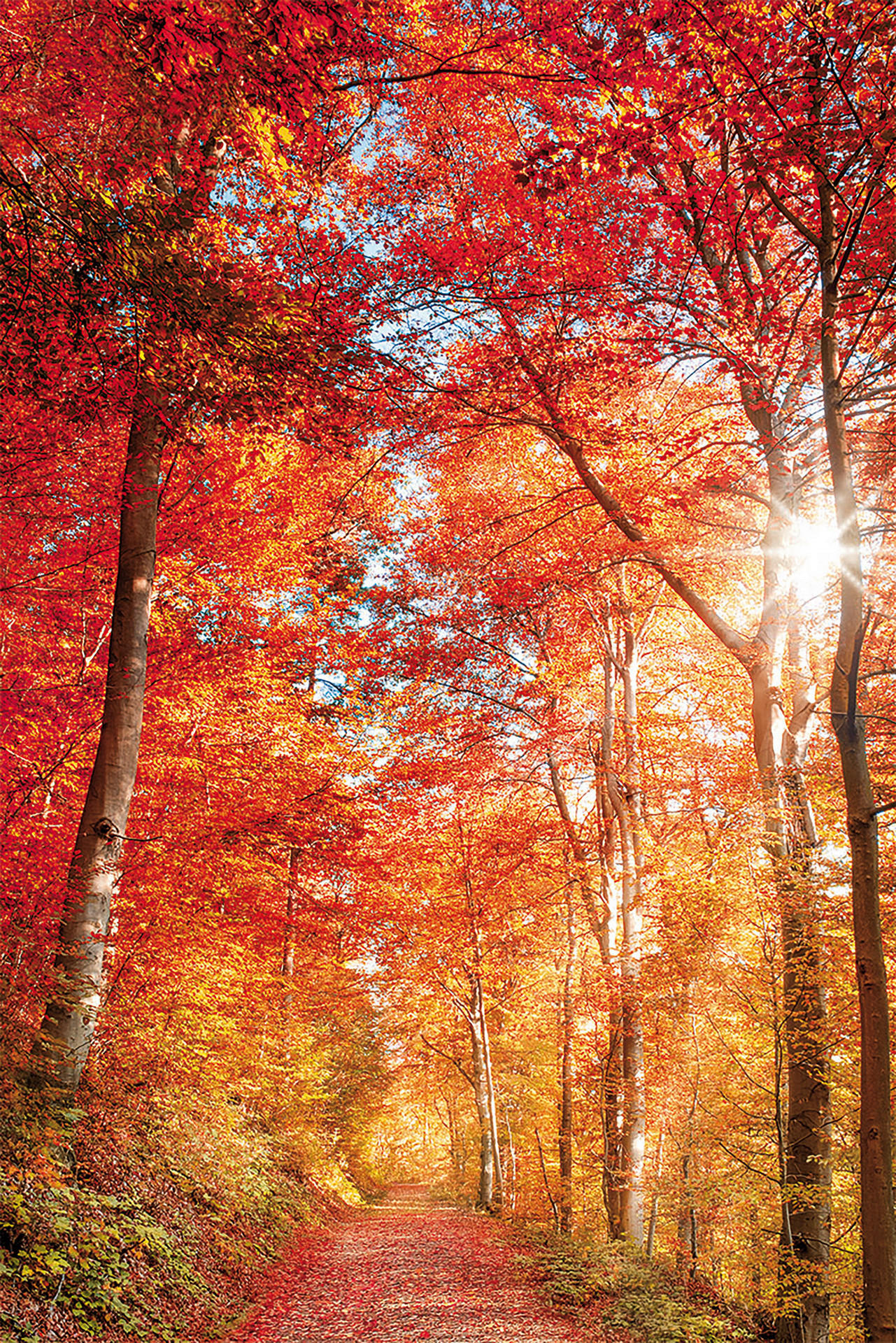 Keilrahmenbild Baum B/H: ca. 90x60 cm Keilrahmenbild 60x90cm - bunt (90,00/60,00cm)