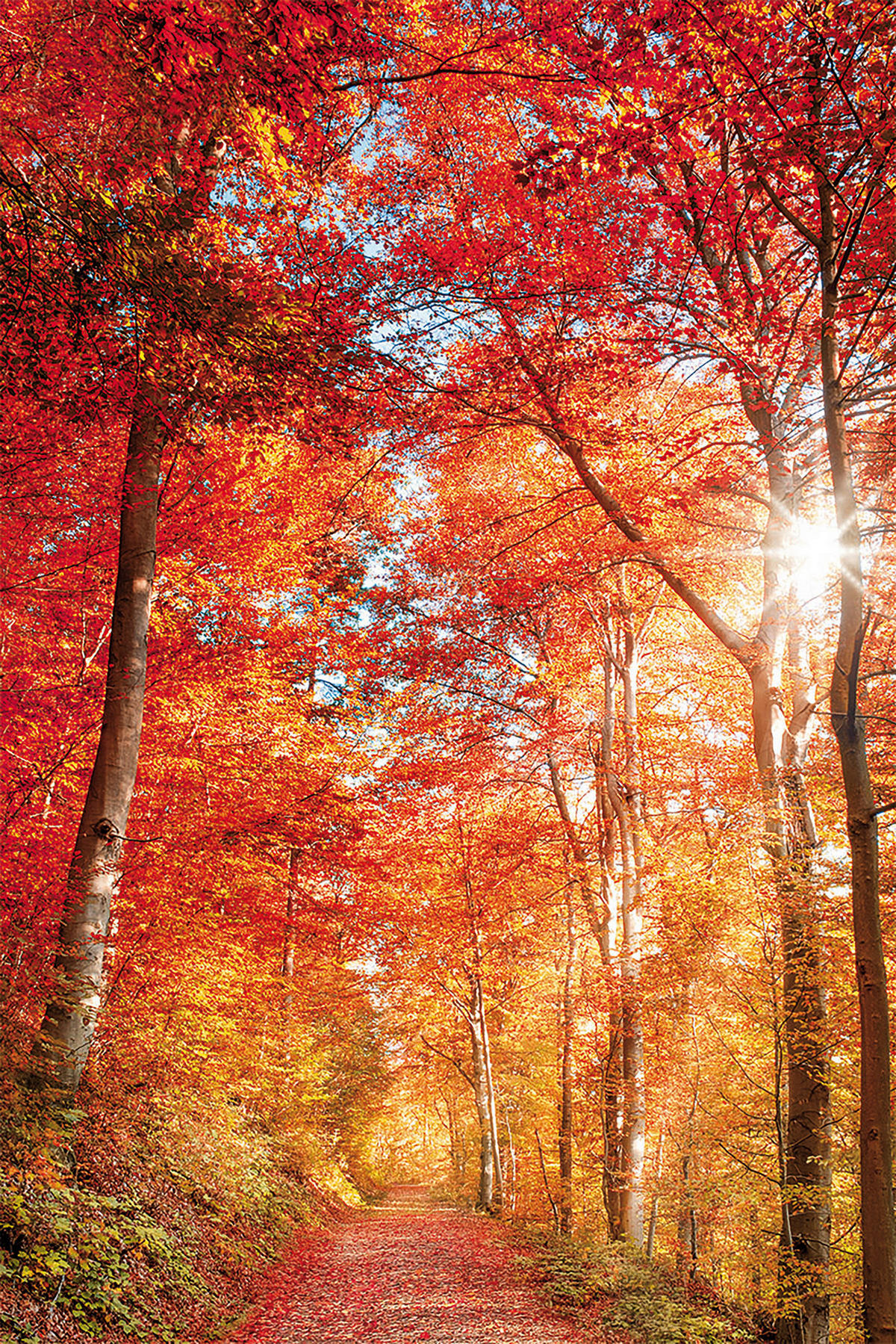 Keilrahmenbild Baum B/H: ca. 90x60 cm Keilrahmenbild 60x90cm - bunt (90,00/60,00cm)