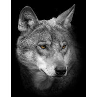 Bönninghoff Keilrahmenbild Wolf B/L: ca. 46x61 cm Keilrahmenbild 46x61cm - (46,00/61,00cm) - Bönninghoff