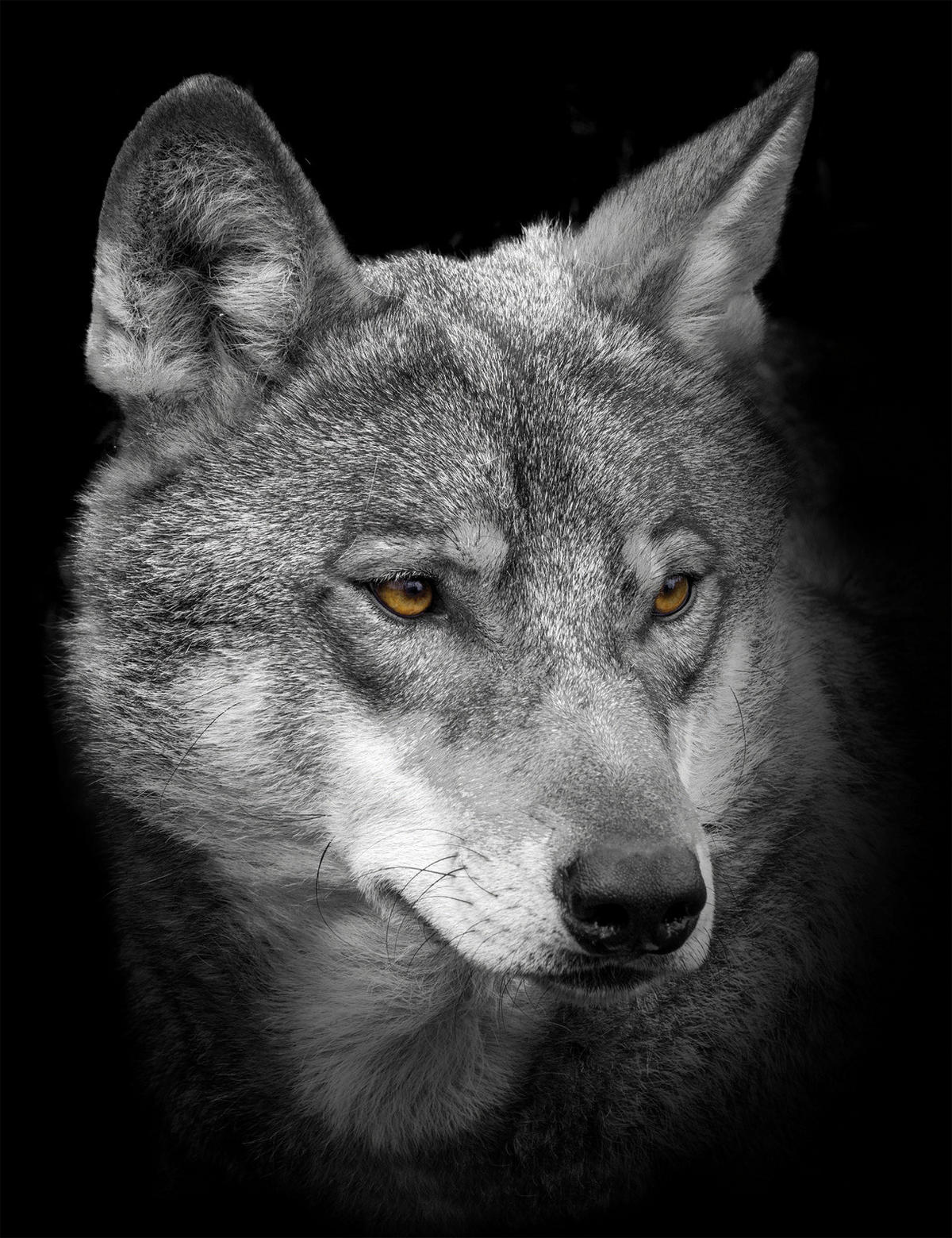 Bönninghoff Keilrahmenbild Wolf B/L: ca. 46x61 cm Keilrahmenbild 46x61cm - (46,00/61,00cm) - Bönninghoff