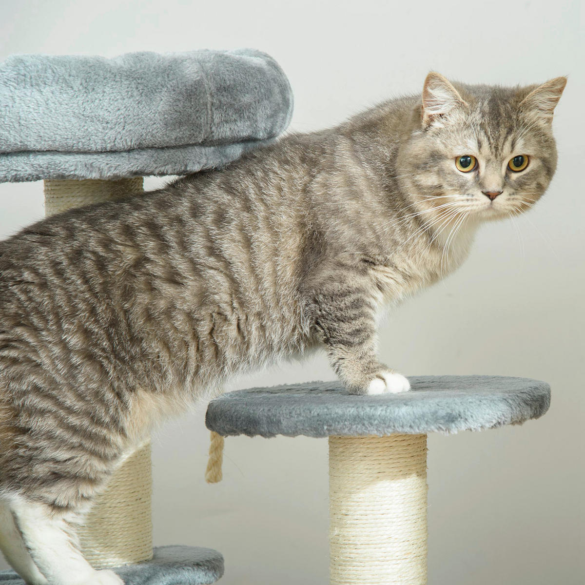PawHut Katzen-Zubehör grau Polypropylen B/H/L: ca. 40x40x65 cm Katzenbaum - grau (65,00/40,00/40,00cm) - PawHut