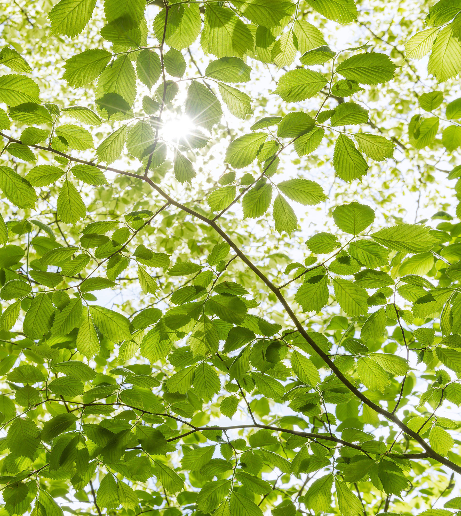 Komar Fototapete Im Frühlingswald B/L: ca. 250x280 cm günstig online kaufen