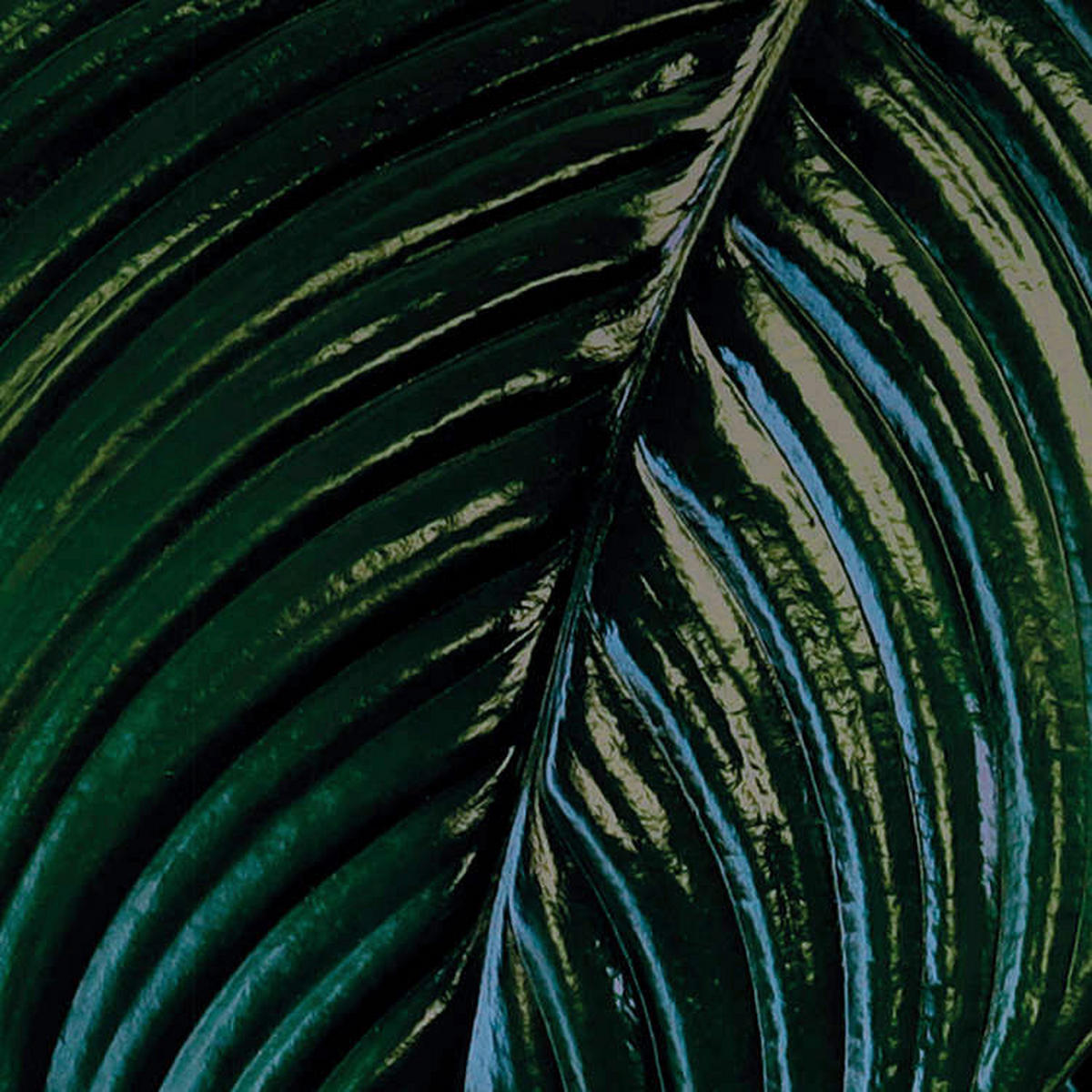 Komar Fototapete Tropical Wall Panel B/L: ca. 100x250 cm Tropical Wall Panel - (100,00/250,00cm) - Komar