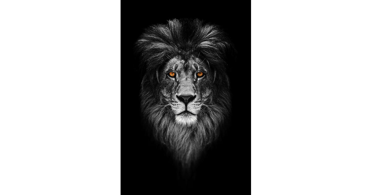 Keilrahmenbild Löwe B/L: ca. 90x60 cm ▷ online bei POCO kaufen