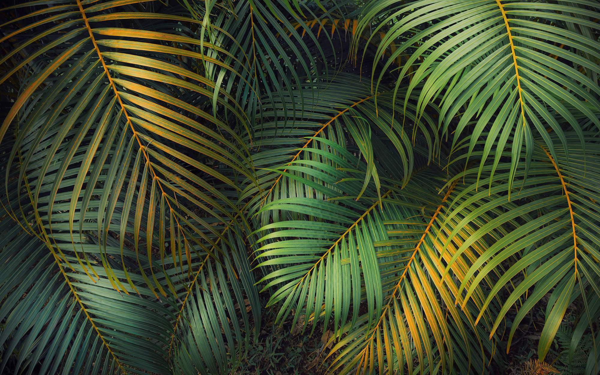 Komar Fototapete Amazon Fern B/L: ca. 400x250 cm Amazon Fern - (400,00/250,00cm) - Komar