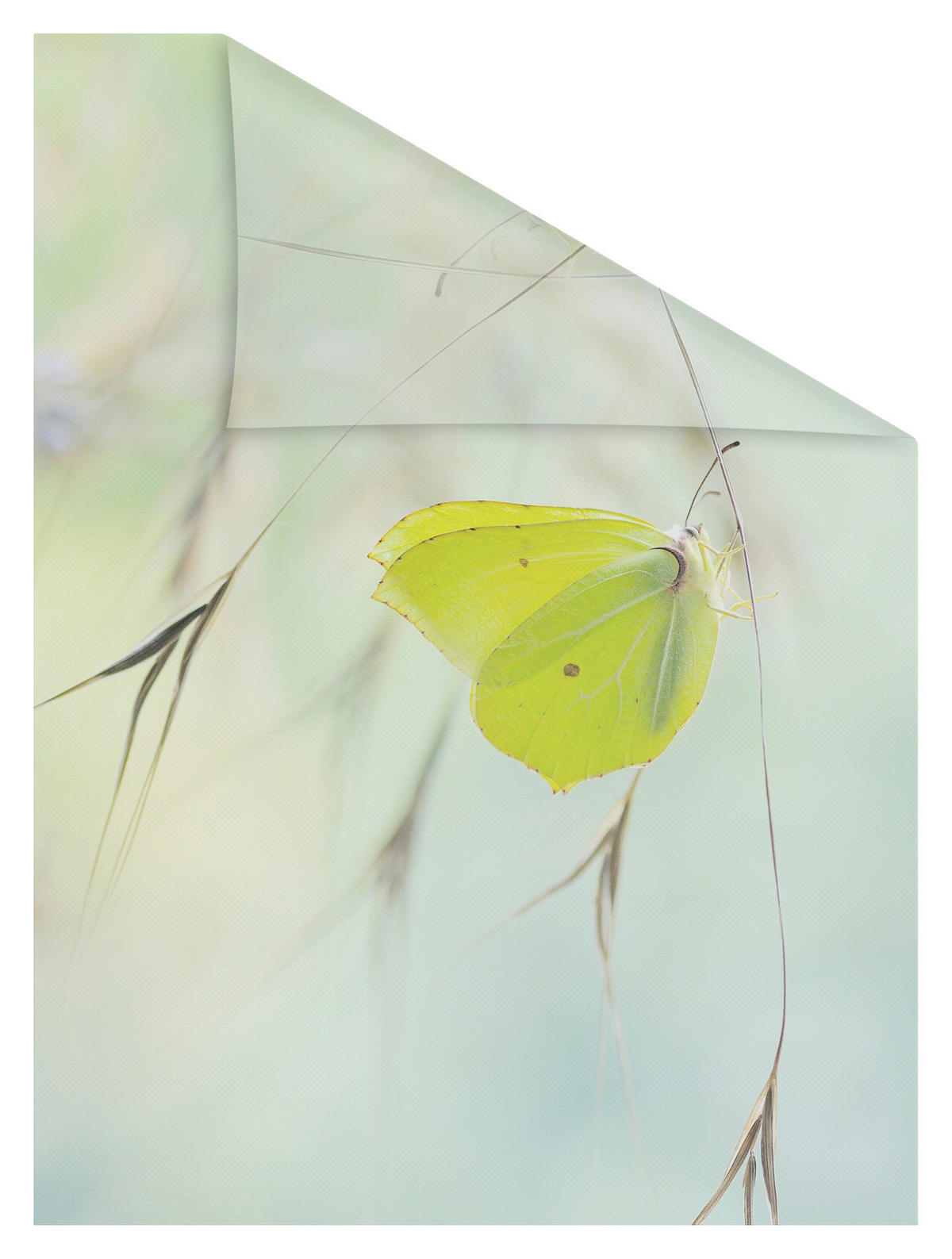 LICHTBLICK Fensterfolie Schmetterling Schmetterling Schmetterling grün B/L: ca. 50x50 cm Schmetterling - grün (50,00/50,00cm) - LICHTBLICK
