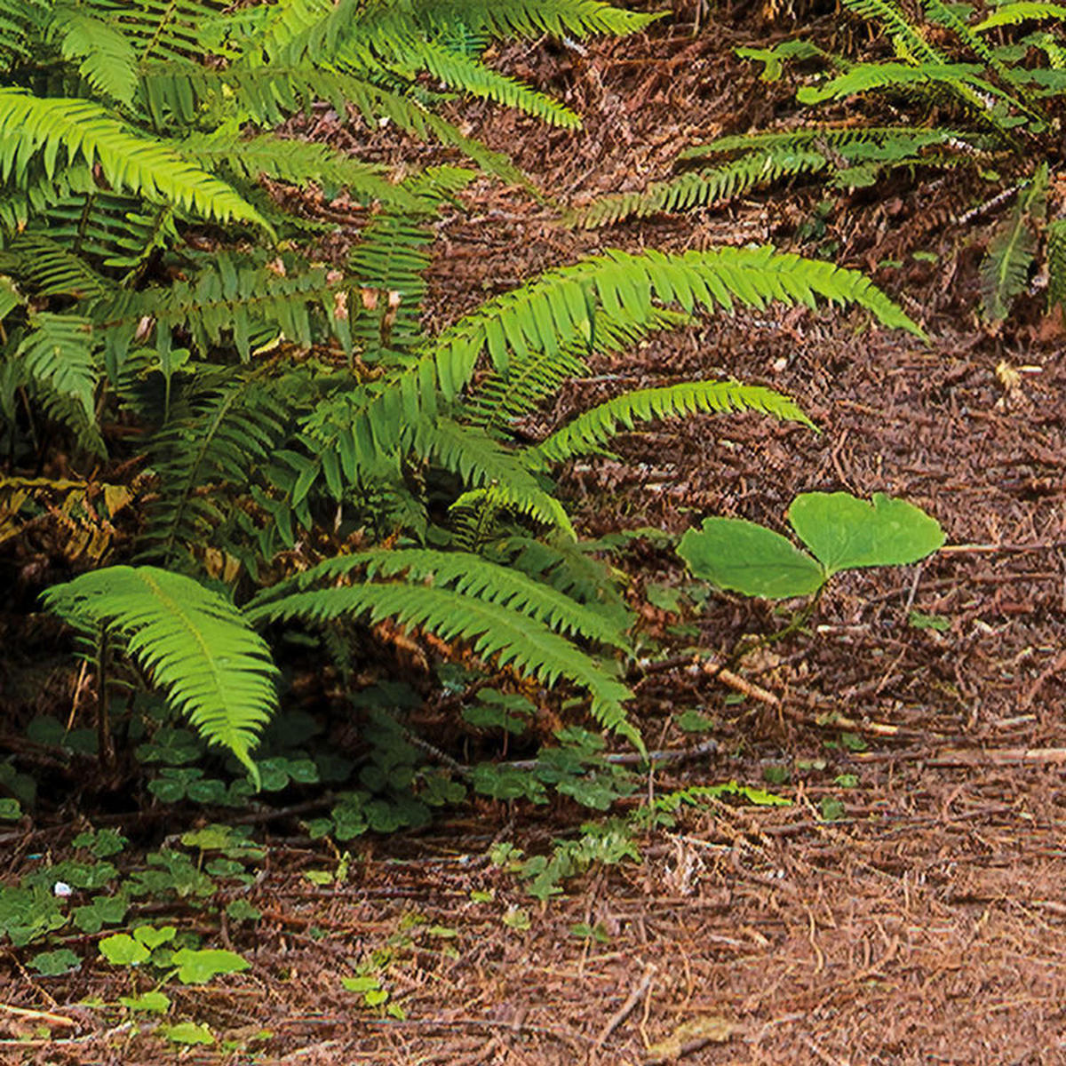 Komar Fototapete Redwood Trail B/L: ca. 450x280 cm Redwood Trail - (450,00/280,00cm) - Komar