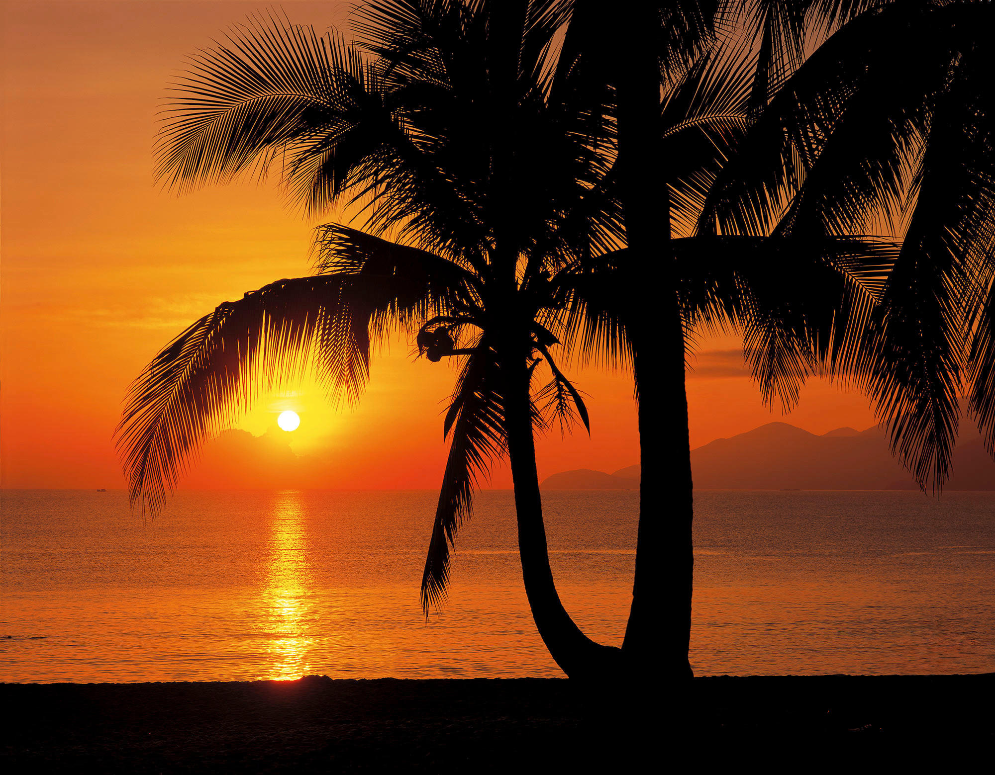 Komar Fototapete Palmy Beach Sunrise B/L: ca. 368x254 cm günstig online kaufen