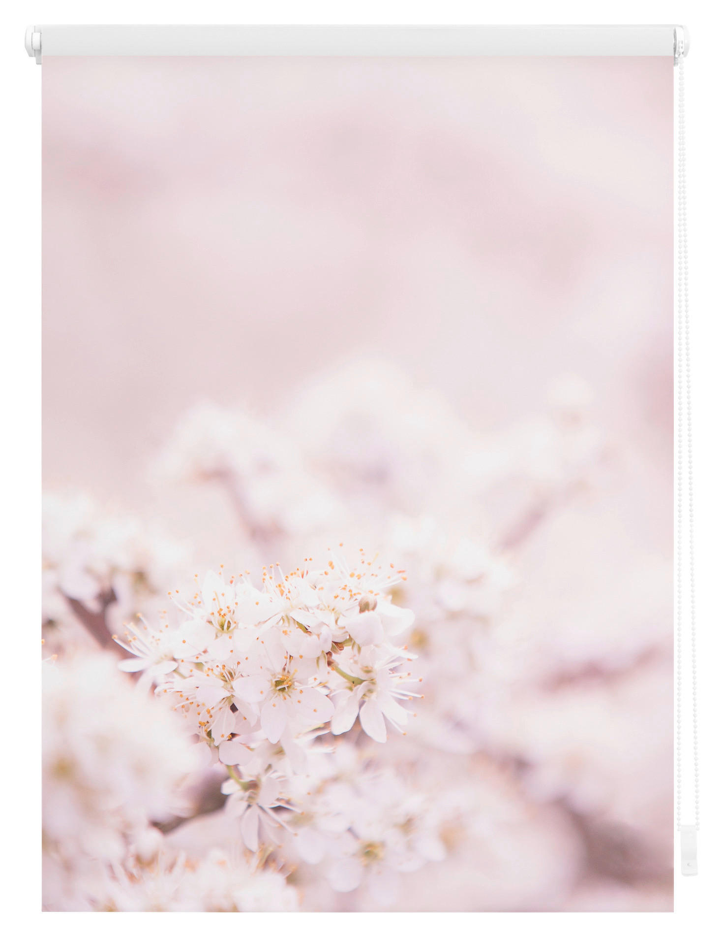 LICHTBLICK Rollo Kirschblüten rosé B/L: ca. 45x150 cm Kirschblüten - weiß/rosé (45,00/150,00cm) - LICHTBLICK